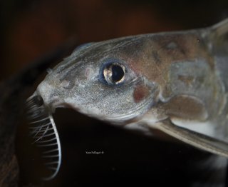 Tenellus cristinae