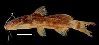 Cetopsorhamdia boquillae