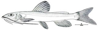 Cetopsorhamdia filamentosa