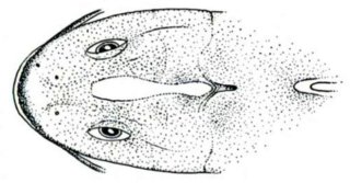 Cetopsorhamdia filamentosa