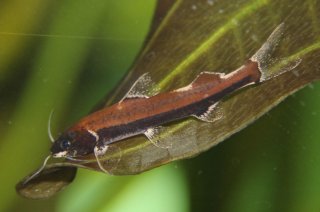 Cetopsorhamdia sp. `PERU 2`
