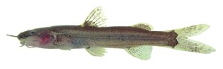 Cetopsorhamdia sp. `RIO TARUMA`