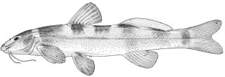 Chasmocranus rosae