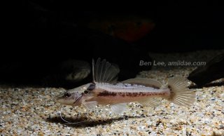 Goeldiella eques