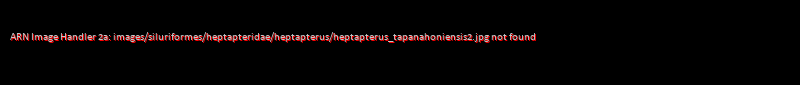 Heptapterus tapanahoniensis