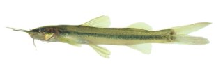 Imparfinis cochabambae