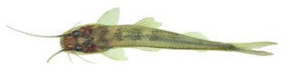 Imparfinis cochabambae