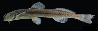 Magdalenichthys lundbergi