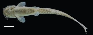 Magdalenichthys lundbergi