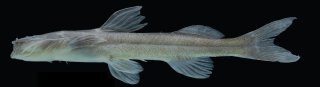 Magdalenichthys mompox