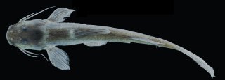 Magdalenichthys mompox