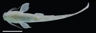 Magdalenichthys mompox