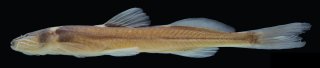 Magdalenichthys poira