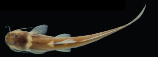 Magdalenichthys poira