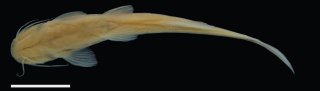Magdalenichthys poira