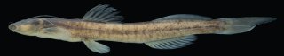 Magdalenichthys yariguies