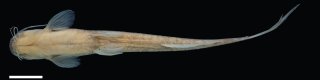 Magdalenichthys yariguies