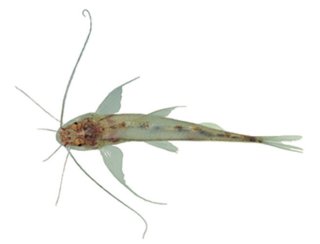 Mastiglanis asopos