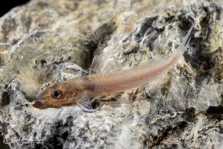Pimelodella sp. `RIO VENTUARI`