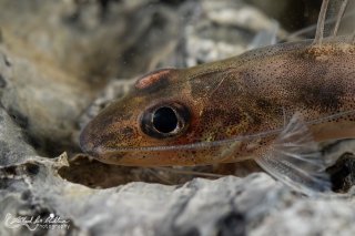 Pimelodella sp. `RIO VENTUARI`