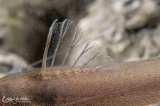Pimelodella sp. `RIO VENTUARI`