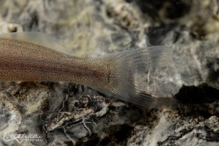 Pimelodella sp. `RIO VENTUARI`