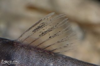 Pimelodella sp. `RIO VENTUARI`