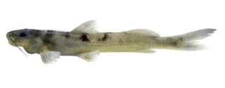 Rhamdioglanis frenatus