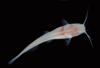 Rhamdiopsis krugi
