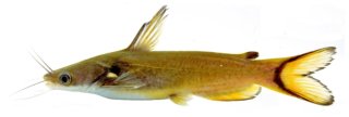 Horabagrus obscurus