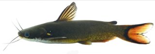 Horabagrus obscurus
