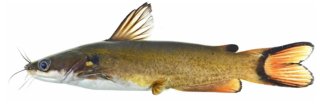 Horabagrus obscurus