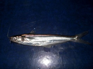 Pseudeutropius mitchelli