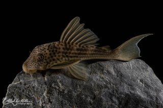 Ancistomus snethlageae