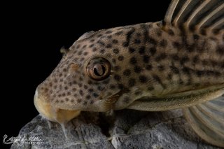 Ancistomus snethlageae