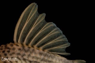 Ancistomus snethlageae