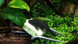 Ancistrus damasceni