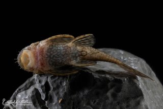 Ancistrus damasceni