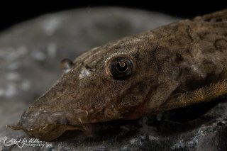 Ancistrus damasceni
