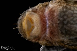 Ancistrus damasceni