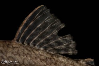 Ancistrus damasceni