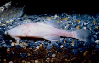 Ancistrus formoso