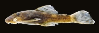 Ancistrus karajas