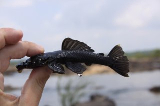 Ancistrus ranunculus