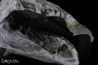 Ancistrus sp. (L071)