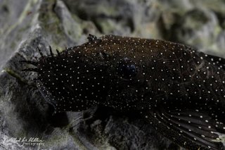 Ancistrus sp. (L071)