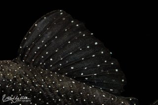 Ancistrus sp. (L071)