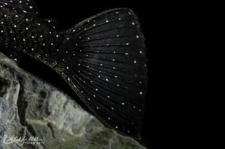 Ancistrus sp. (L071)