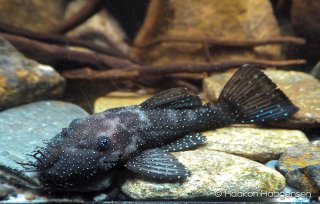 Ancistrus sp. (L071)