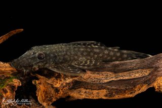 Ancistrus sp. (L349)